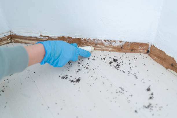 Best Bed Bug Extermination  in De Pue, IL